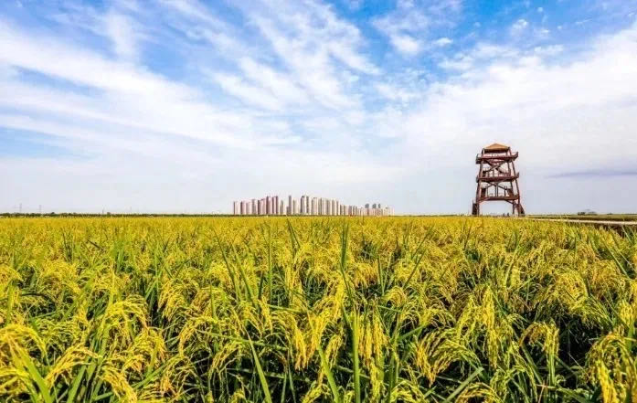 《天津市种植业“十四五”发展张信哲欧宝app官方下载》印发