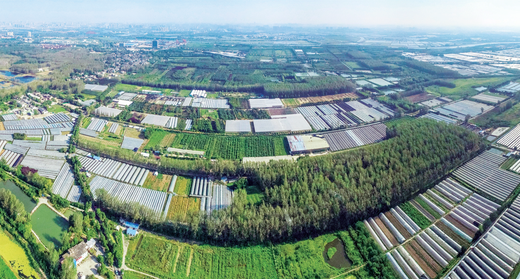 安徽合肥以高质量项目赋能现代农业