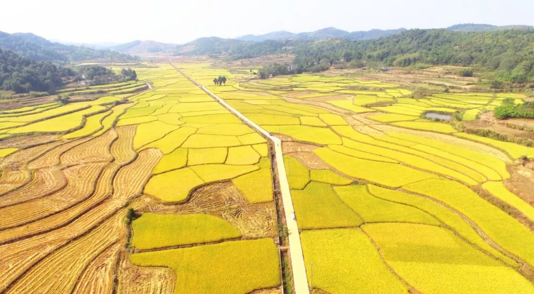 桂阳全力推进现代农业赋能乡村振兴