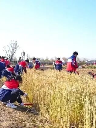 从霸王虞姬出圈,看农文旅融合下的乡村新活力(图17)